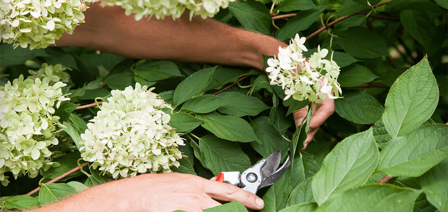 szkółka roślin, szkółka, rośliny, byliny, krzewy, hortensja, hydrangea, sekator, ciencie hortensji, 