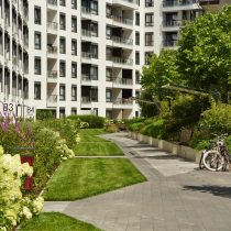 zieleń w mieście, zieleń, roślina, rośliny, krzewy, krzew, usługa ogrodnicza, rośliny w mieście, osiedle mieszkaniowe, trawy, trawnik, hortenzija 