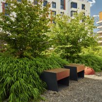 zieleń w mieście, zieleń, roślina, projektowanie roślin, projektowanie ogrodów, rośliny, krzewy, krzew, euonymus, trzmielina, grab, sadzenie roślin, sadzenie, usługa ogrodnicza